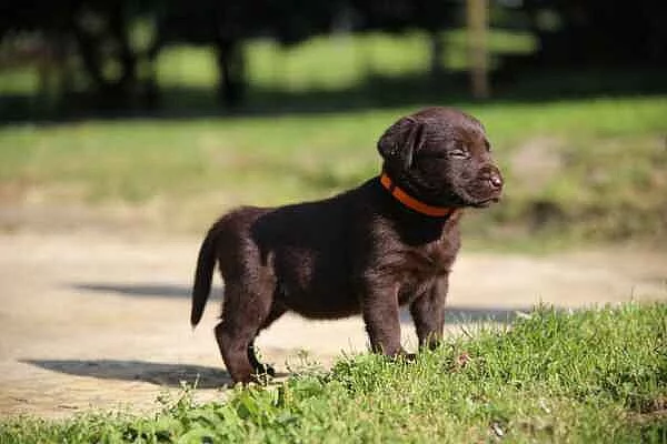 Labrador štěňata